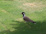 Red-wattled Lapwing, Red Fort, Delhi