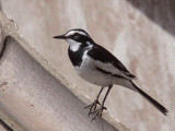 African Pied Wagtail, Royal Beach Hotel, Accra, Ghana