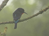 Black Bee-eater, Kakum NP, Ghana