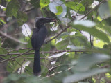 Black Dwarf Hornbill, Kakum Forest NP, Ghana