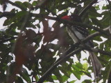 Red-billed Dwarf Hornbill, Bobiri Reserve, Ghana