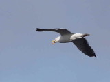 Great Black-backed Gull, Loch Lomond NNR, Clyde