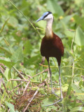 African Jacana, Hans Cottage Gardens, Ghana