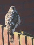 Sparrowhawk (female), Baillieston, Glasgow