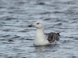 Great Black-backed Gull (2nd winter), Hogganfield Loch, Glasgow