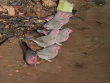 Bar-breasted Firefinch, Mole NP, Ghana