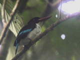 Chocolate-backed Kingfisher, Kakum NP, Ghana