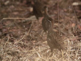 Double-spurred Francolin, Mole NP, Ghana