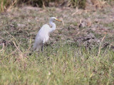 Intermediate Egret, Mole NP, Ghana