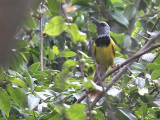 Oriole Warbler, Winneba Plain, Ghana