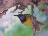 Oriole Warbler, Mole NP, Ghana
