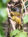 Oriole Warbler, Mole NP, Ghana