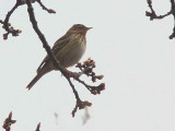 Tree Pipit, Bishop Loch LNR, Glasgow