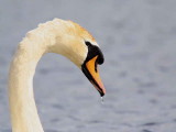 Mute Swan, Gartloch Pool, Glasgow