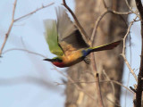 Red-throated Bee-eater, Mole NP, Ghana