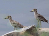 Senegal Thick-knee, Tono Dam, Ghana