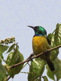 Collared Sunbird, Mole NP, Ghana
