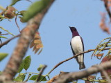 Violet-backed (or Plum-coloured) Starling, Mole NP, Ghana