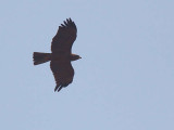 Whalbergs Eagle, Mole NP, Ghana