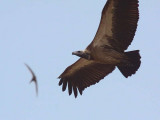 White-backed Vulture, Mole NP, Ghana