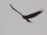 Yellow-billed Kite, Tono Dam, Ghana