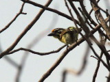 Yellow-fronted Tinkerbird, Shai Hills Reserve, Ghana