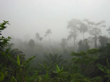 Typical early morning, Kakum NP, Ghana