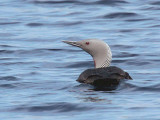 Red-throated Diver