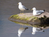 Common Gull, Sallochy Bay-Loch Lomond, Clyde