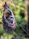 Penduline Tit, Dalyan, Turkey
