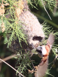 Penduline Tit, Dalyan, Turkey