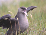 Dark phase Arctic Skua, Handa Island SWT Nature Reserve