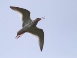 Redshank, Loch Lomond NNR, Clyde