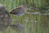 Common Snipe, Barons Haugh RSPB, Clyde