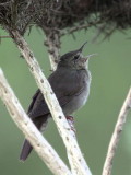 River Warbler, Applecross, Highland