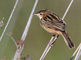 Zitting Cisticola, Dalyan, Turkey
