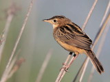 Zitting Cisticola, Dalyan, Turkey