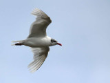 Mediterranean Gull (2nd summer), Buckhaven, Fife