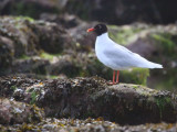 Mediterranean Gull (adult summer), Buckhaven, Fife