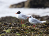 Mediterranean Gulls, Buckhaven, Fife