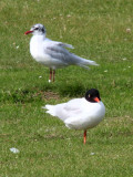 Mediterranean Gulls, Buckhaven, Fife