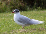 Mediterranean Gull (2nd summer), Buckhaven, Fife