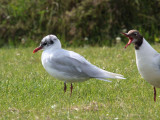 Mediterranean Gull (2nd summer), Buckhaven, Fife