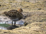 Common Snipe, Barons Haugh RSPB, CLyde