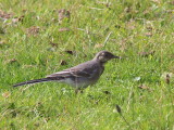 Pied Wagtail (juvenile), Loch Lomond NNR, Clyde