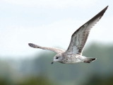 Common Gull (juvenile), Loch Lomond NNR, Clyde