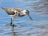 Greenshank, Barons Haugh RSPB, Clyde