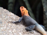 Rock Agama, Shai Hills, Ghana