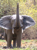 Elephant, Mole NP, Ghana