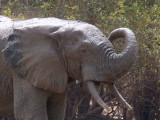 Elephant, Mole NP, Ghana
